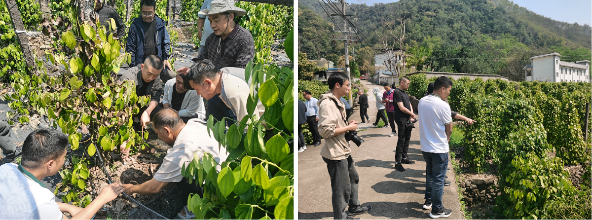 胡椒種植基地技術培訓指導